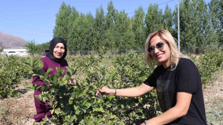 Süper Meyve Aronya’da İlk Hasat Heyecanı