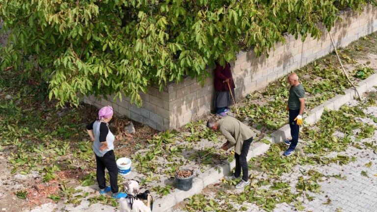 Meşhur Erzincan Cevizinde Hasat Zamanı