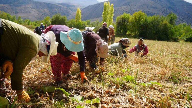 Tarımsal Üretimin Gerçek Kahramanları “Kadınlar”