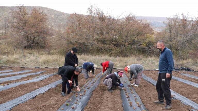 Erzincan Çileğin Merkezi Olma Yolunda