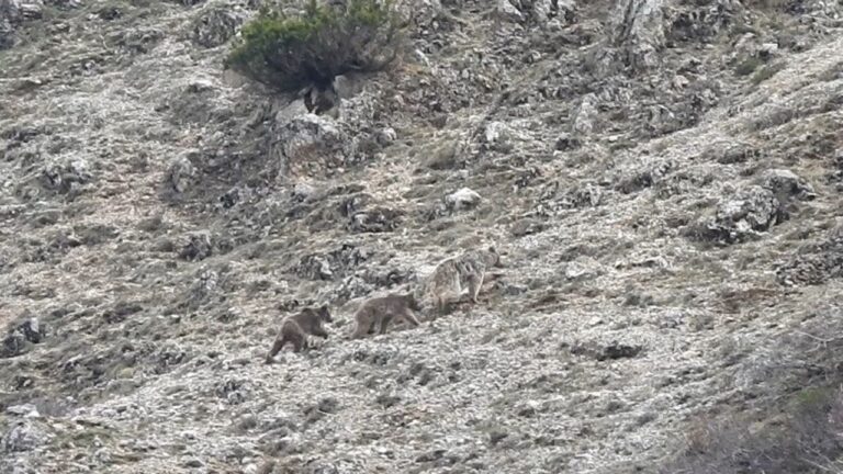 Kış Uykusu Öncesi Doğada Yavrularıyla Gezinen Ayı Görüntülendi