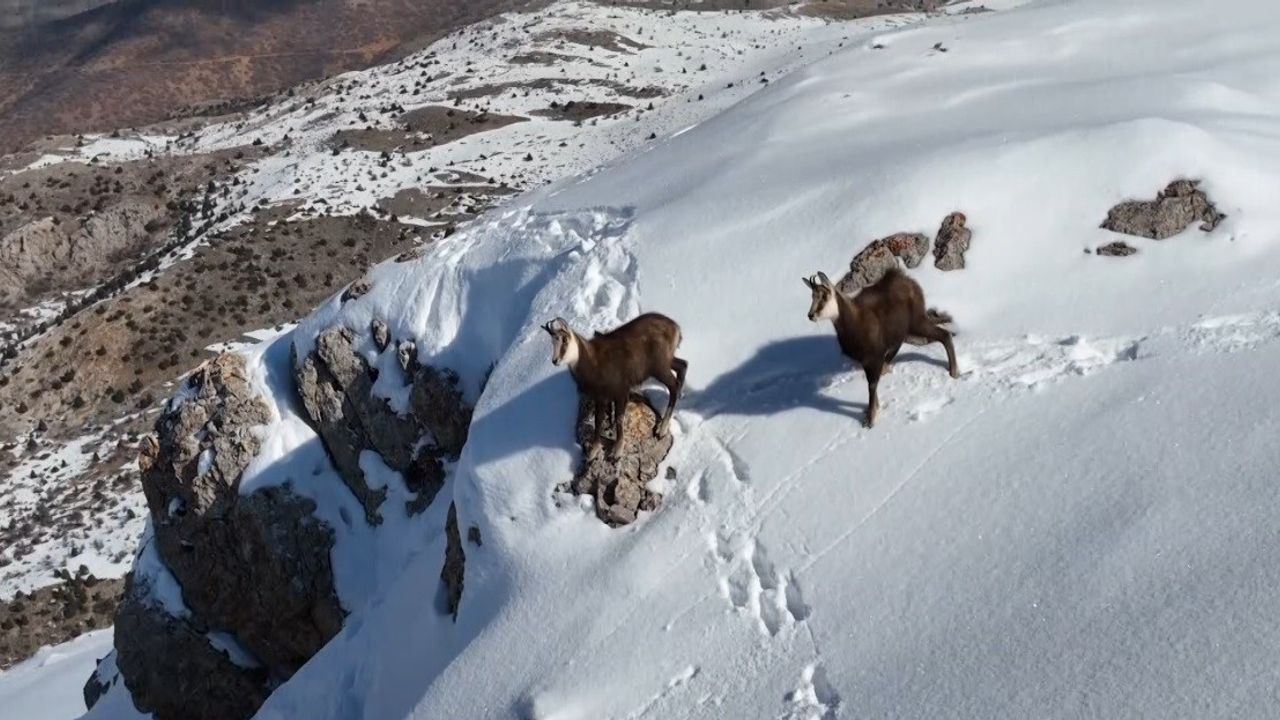 Munzur Dağlarının Karlı Zirvesinde Şamualar Görüntülendi