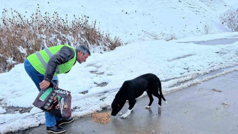 Sokak Hayvanları İçin Besleme Çalışması Yapıldı