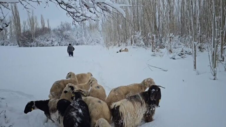 Erzincan’da karla kaplı köylerdeki besiciler zor şartlarda hayvanlarını besliyor