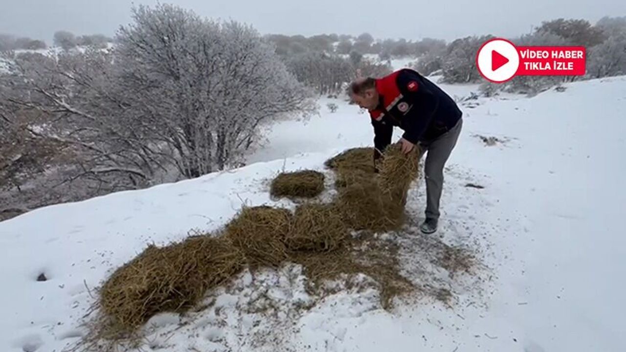 Dondurucu Soğukta Yaban Hayvanlarını Unutmayalım