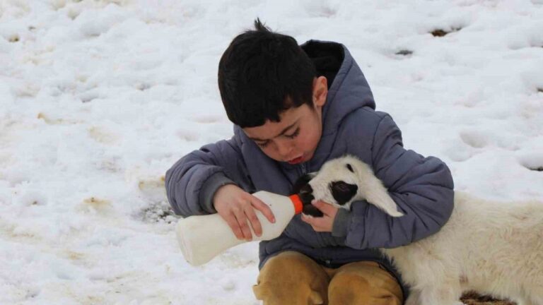 Annelerinin Reddettiği Kuzular Biberon İle Besleniyor