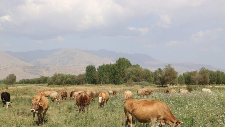 Erzincan’da 8 Yılda 19 Köyde 57 Bin Dekar Mera Islah Edildi