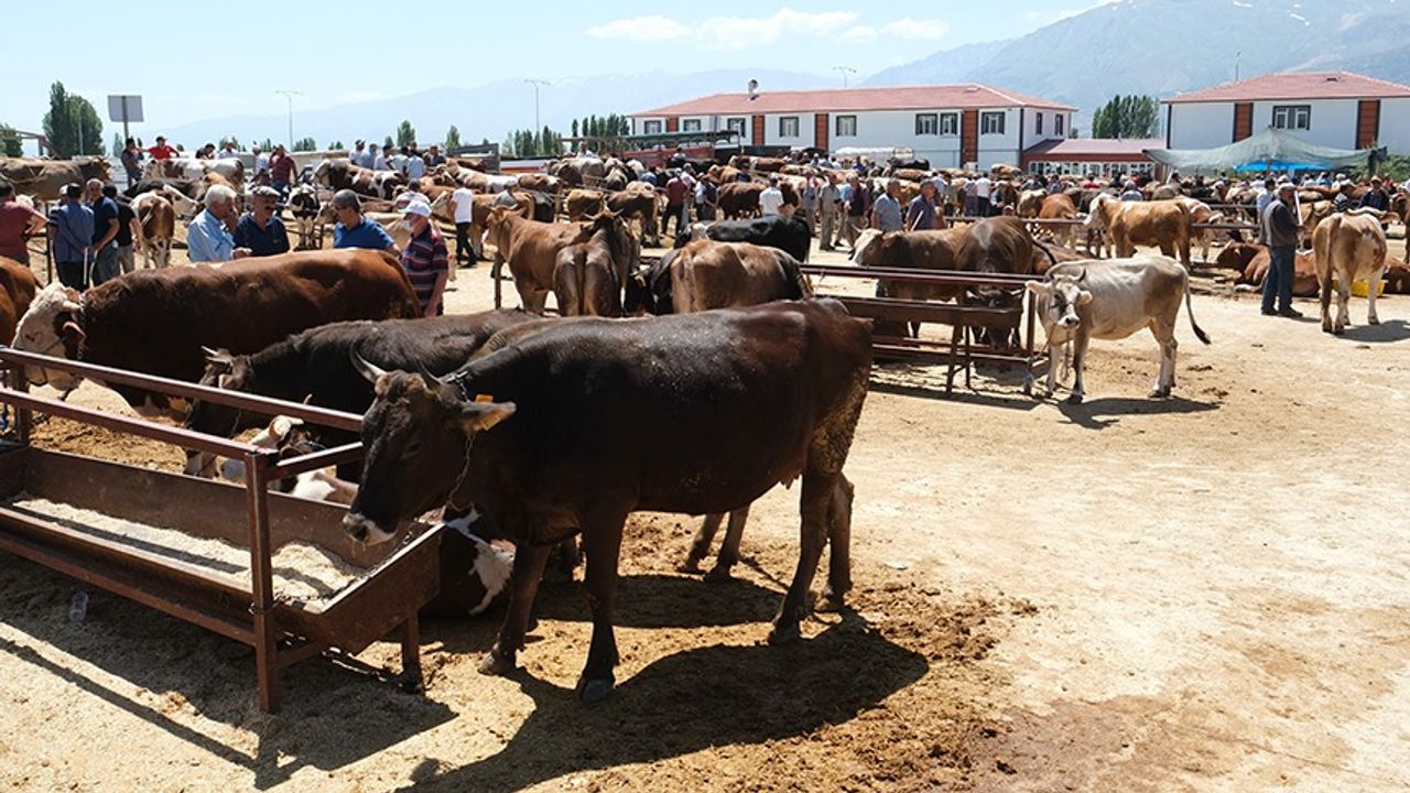 DİKKAT! Hayvan Pazarı Şap Hastalığı Nedeniyle Karantinaya Alındı