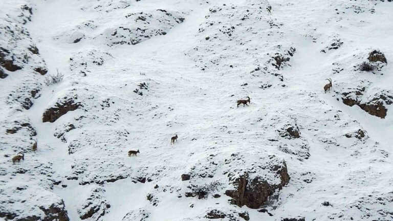 Dağ keçileri Munzur Dağlarına Renk Katıyor