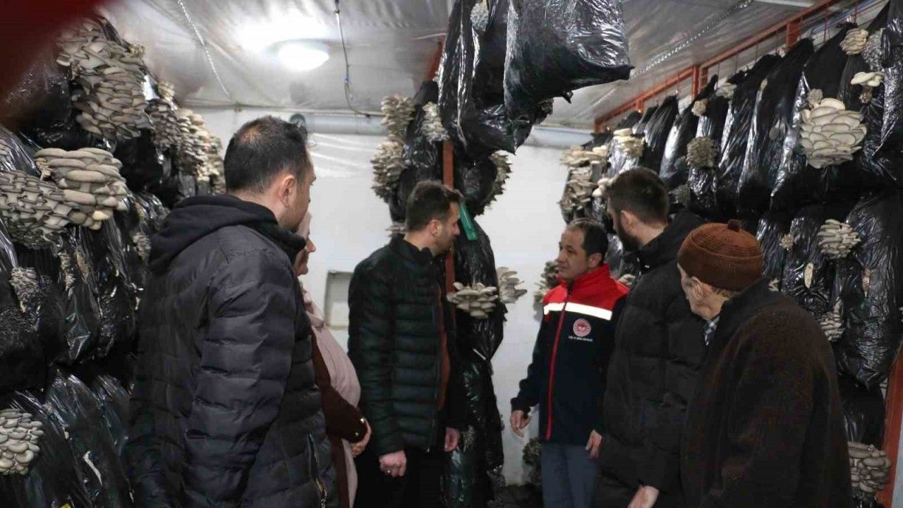 Erzincan’da İstiridye Mantarı Üretimi Başladı