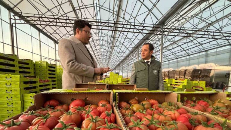Erzincan’da Modern Tarımla Domates Hasadı Başladı