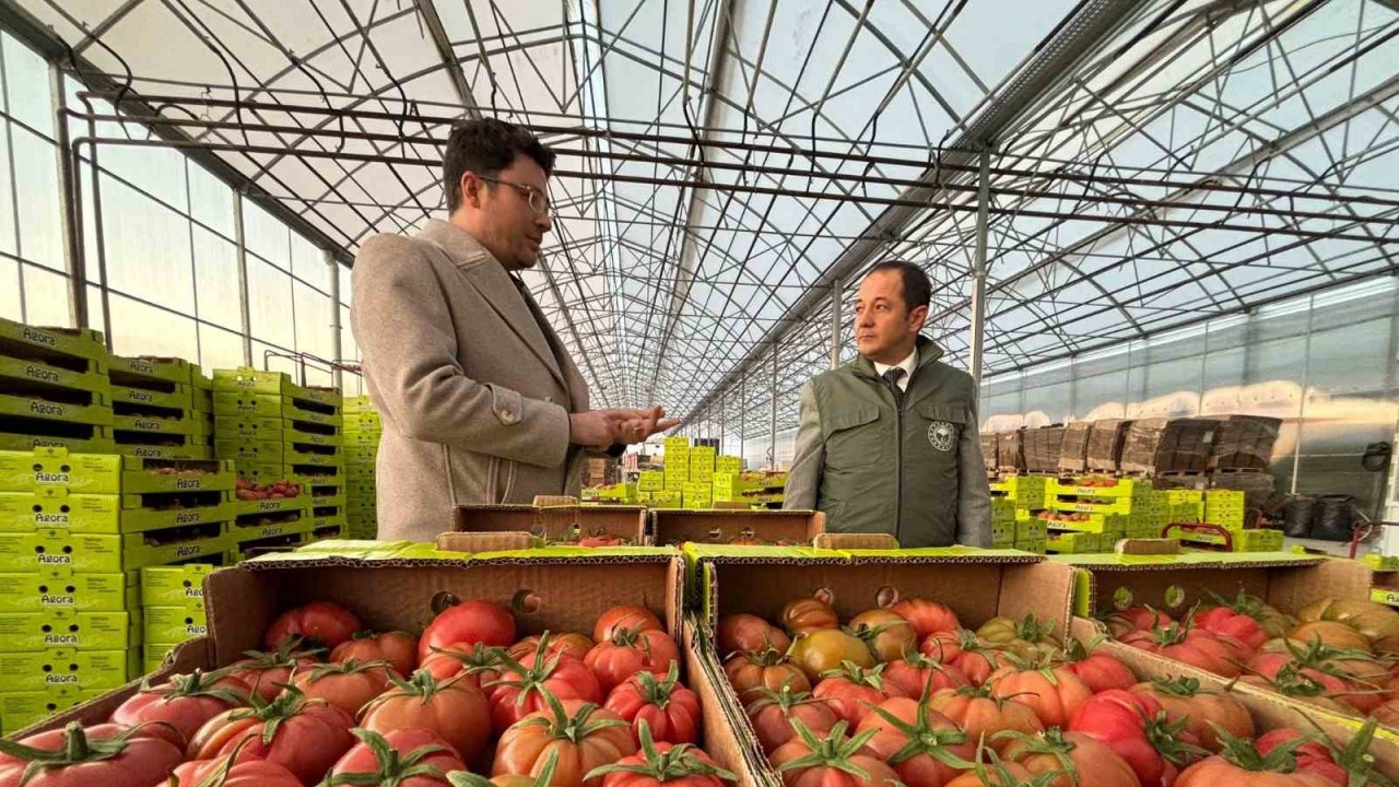 Erzincan’da Modern Tarımla Domates Hasadı Başladı