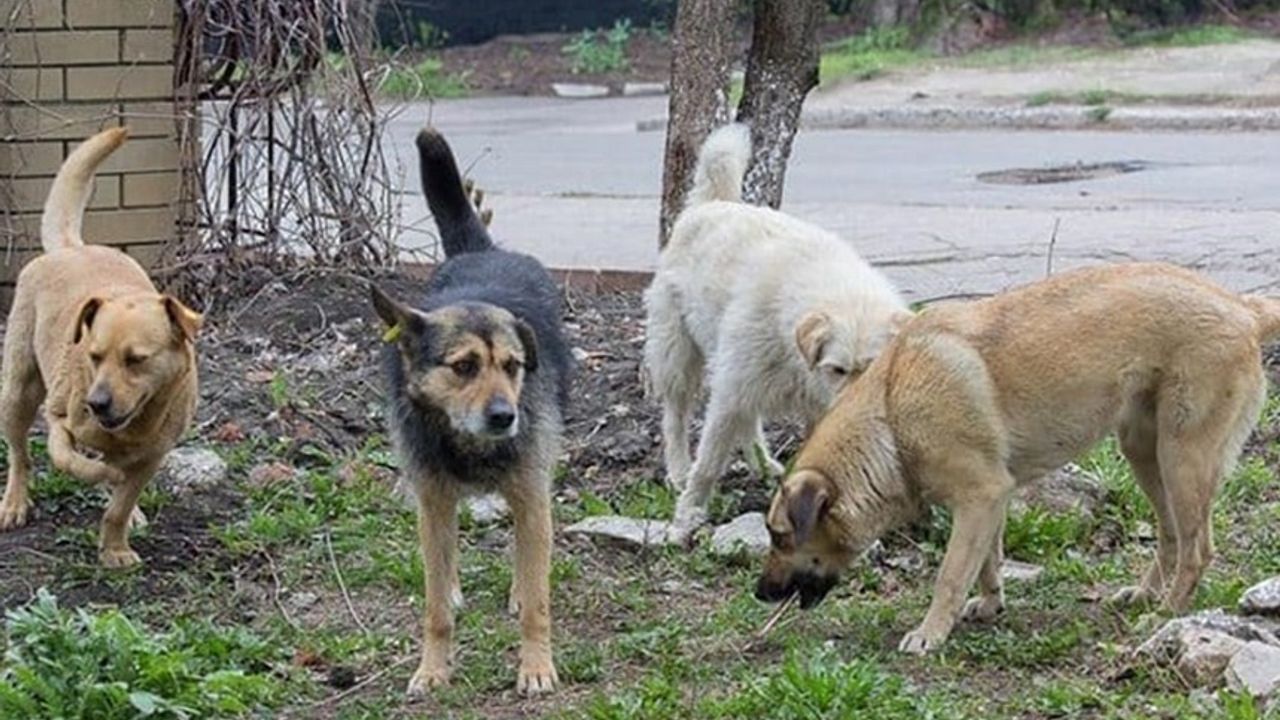 Her Bir Sahipsiz Hayvan İçin 71 bin 965 lira Para Cezası Uygulanacak