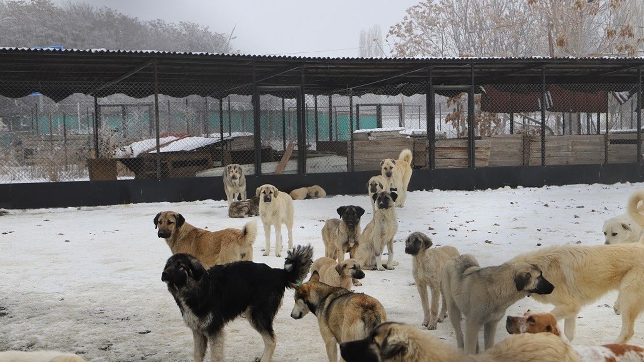 Sahipsiz Köpekler Olayı İle İlgili Bazı Belediye Çalışanları Görevden Uzaklaştırıldı