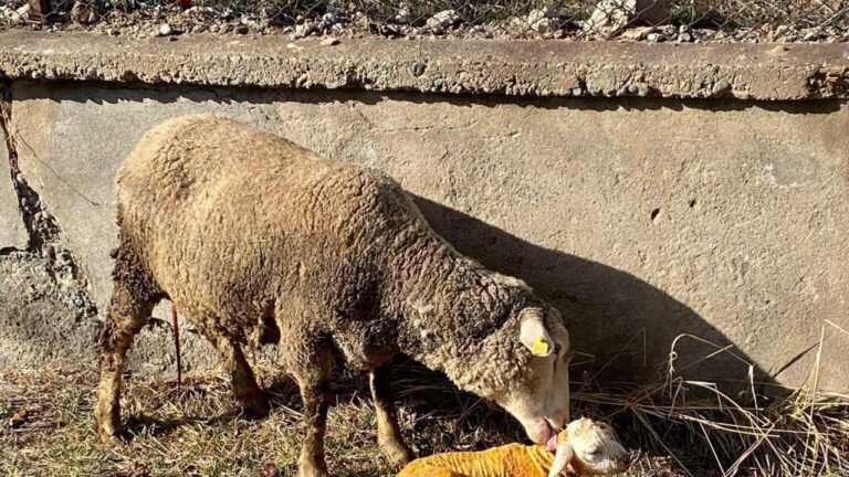 Zor durumdaki hayvana tarım çalışanından acil müdahale