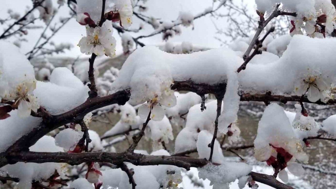 Kar Yağışı Meyve Ağaçlarını Üşüttü