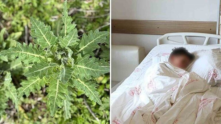 Deli Bat Bat Otuna Dikkat!