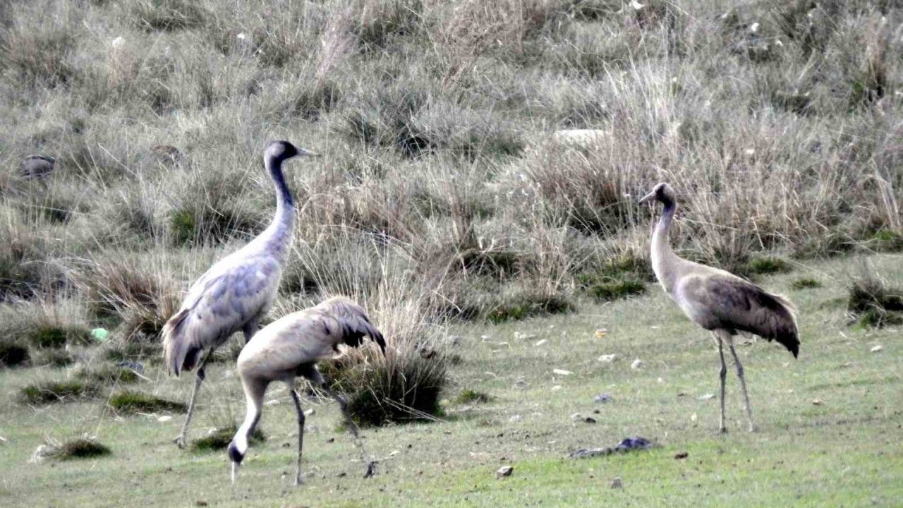 Ekşisu Sazlığında Turnalar Görüntülendi