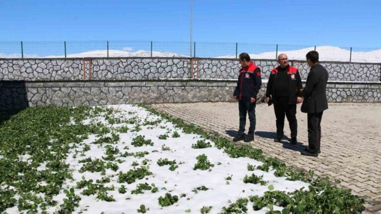 Erzincan ve İİçelerini Zirai Don Vurdu