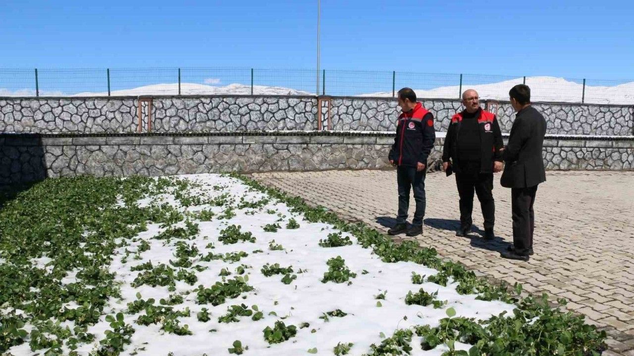 Erzincan ve İİçelerini Zirai Don Vurdu