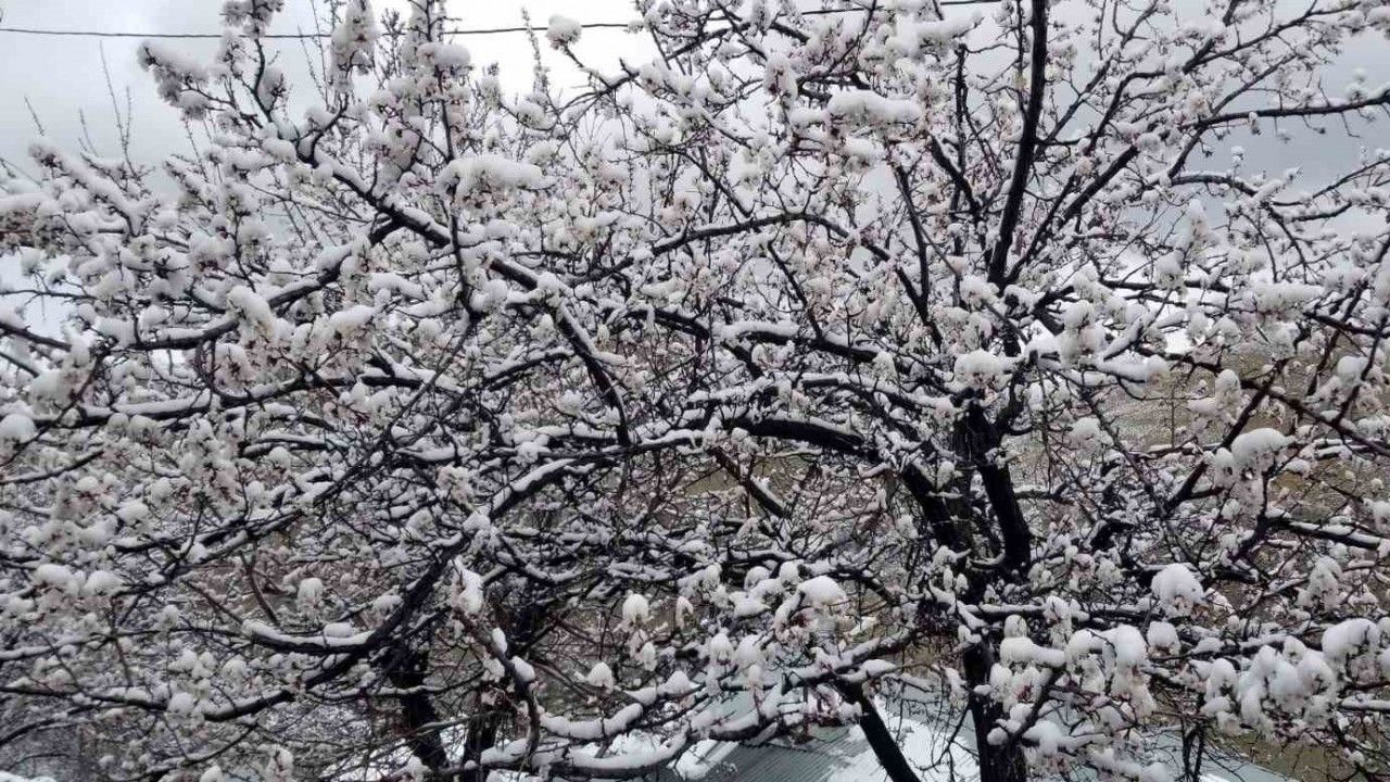 Erzincan’da Çiçek Açan Meyve Ağaçlarını Don Vurdu