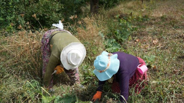 Erzincan’da Patatesin Toprakla Buluşma Yolculuğu Başladı