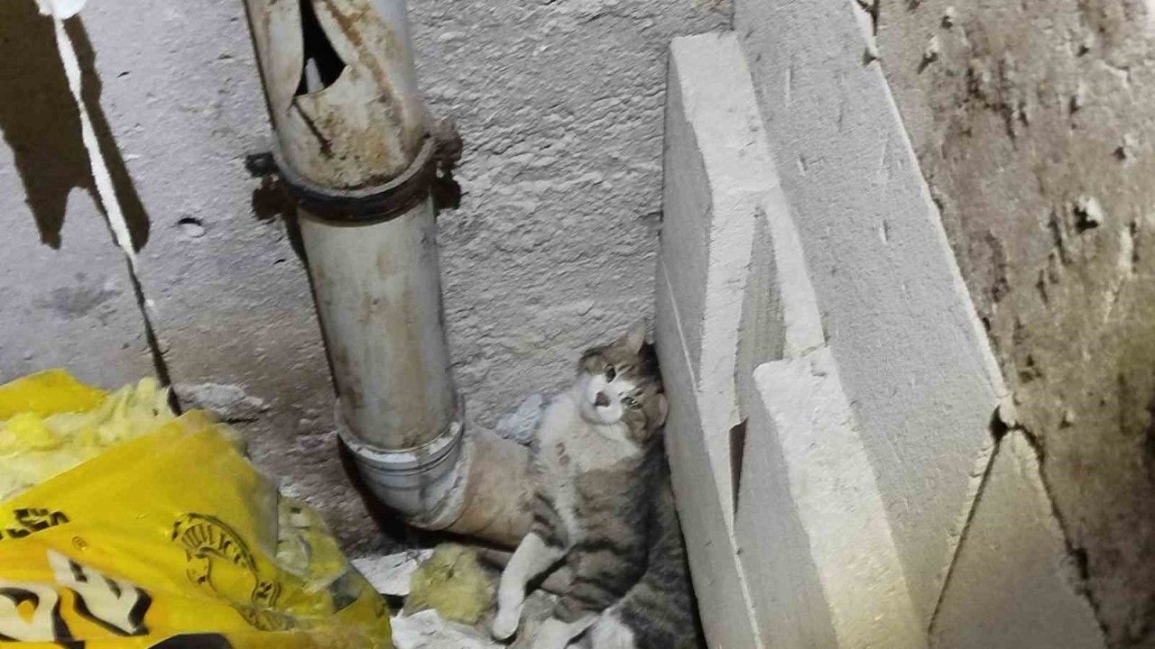 Havalandırma Boşluğunda Kedi Kurtarma Operasyonu