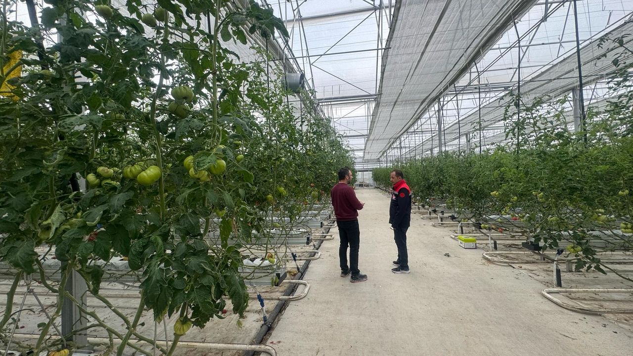 Akyazı’daki Seralarda Topraksız Tarım Yapılıyor