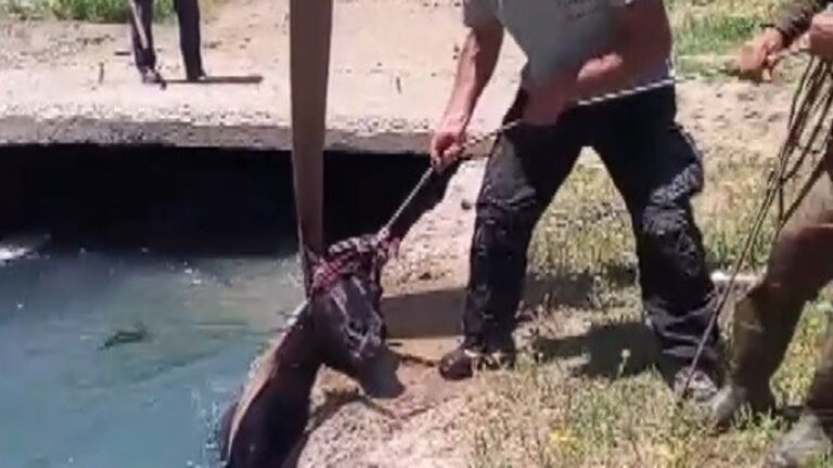 3 gündür kayıp olan at, sulama kanalında bulundu