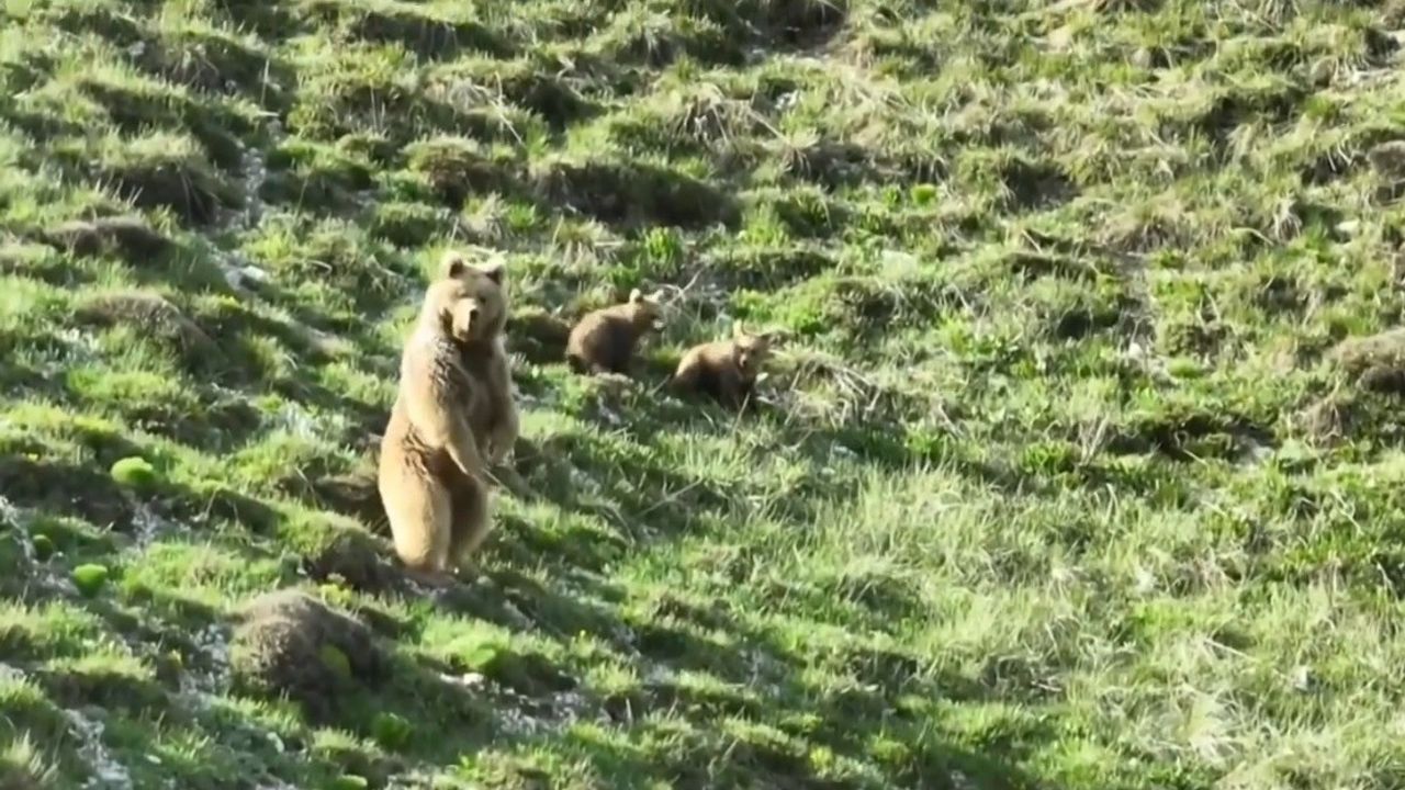 Bozayı İle 2 Yavrusunu Zarar Görmemeleri İçin Drone İle Uzaklaştırdı