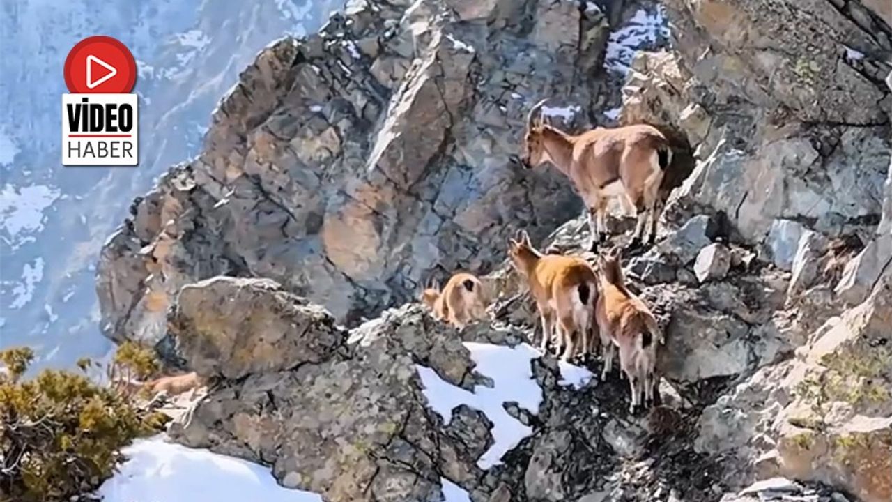 Munzur Dağları’nda Dağ Keçileri Görsel Şölen Oluşturuyor