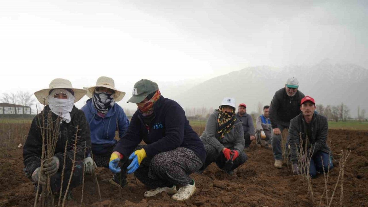 Erzincan Bölgenin Fidan İhtiyacını Karşılıyor
