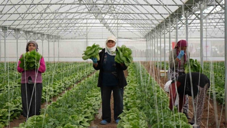 Erzincan Seralarında Marul Hasadı Başladı