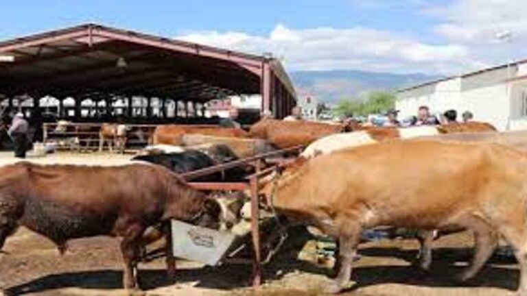 Kurban Kesme Parçalamada Böyle Fiyat Mı Olur?