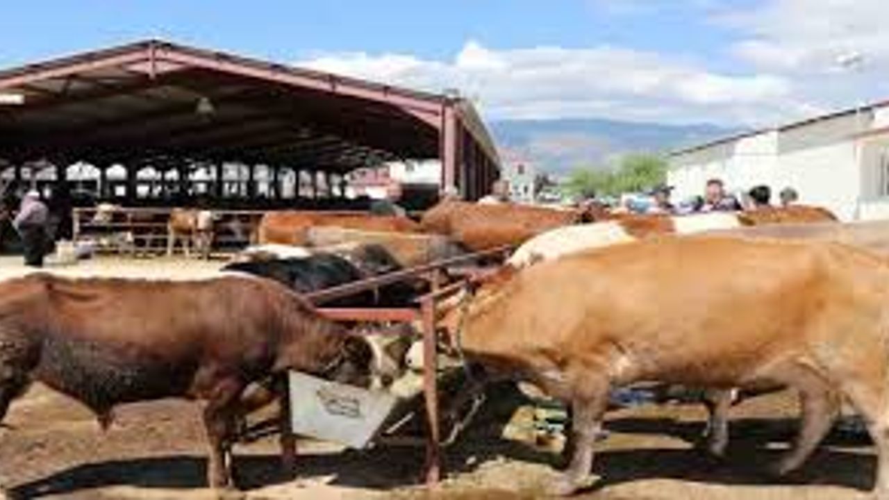 Kurban Kesme Parçalamada Böyle Fiyat Mı Olur?