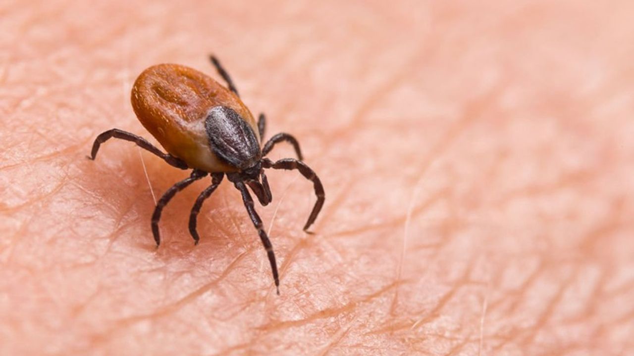 Dikkat! Kene Kabusu Geri Dönüyor