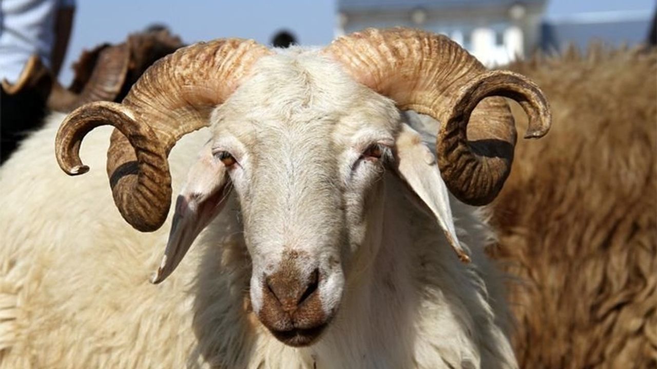 Erzincan Kurban Hizmetleri Komisyonu’ndan Bayram Öncesi Önemli Uyarılar!