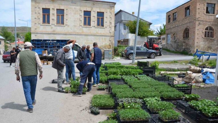 Tercan’da Sebze Fidesi Yoğunluğu
