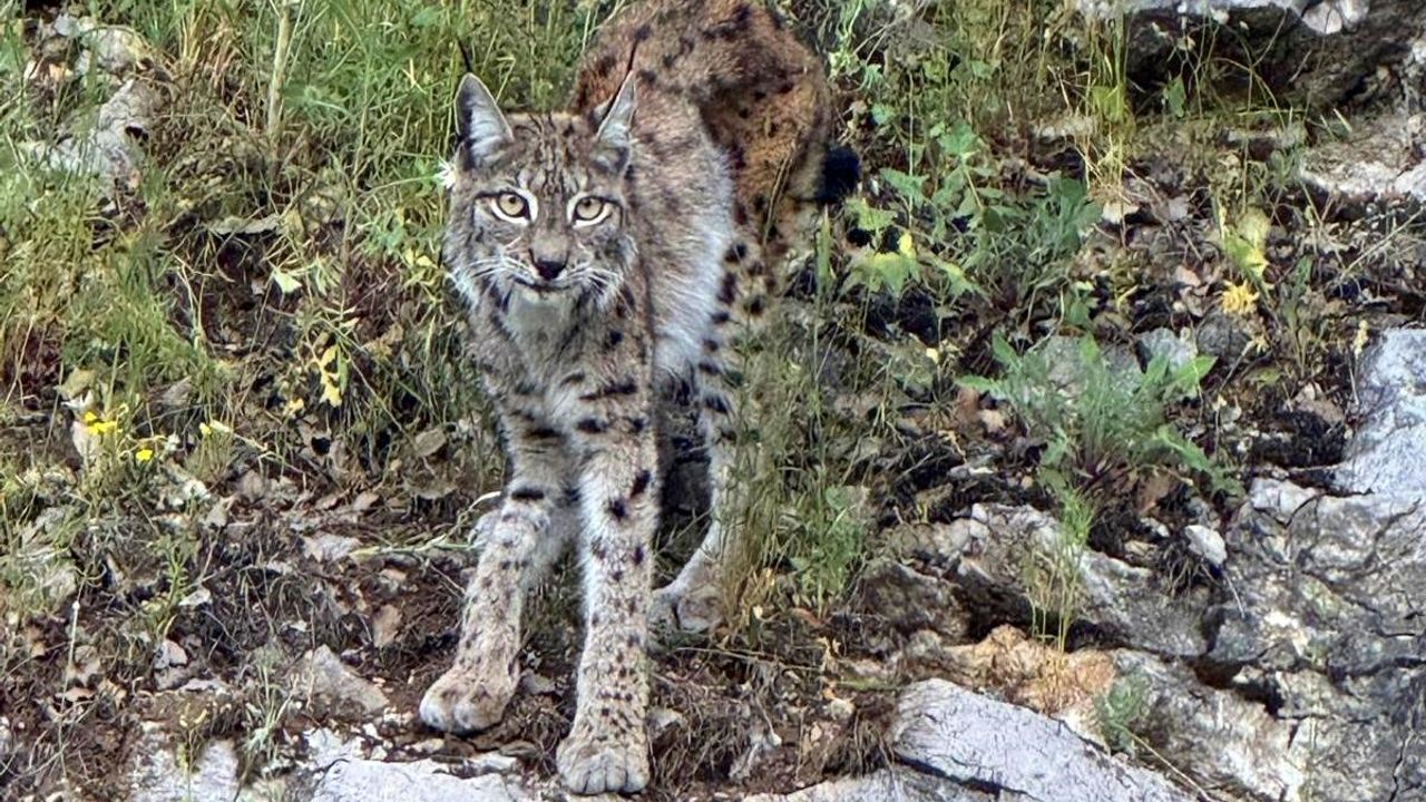 “Ormanın hayaleti” vaşak Kemaliye’de görüntülendi