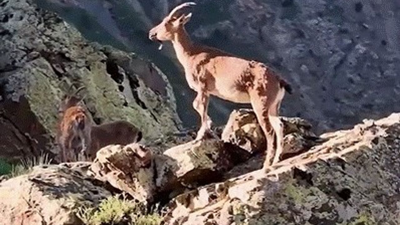 Vali Aydoğdu Dağ Keçilerinin Görüntülerini Paylaştı: “Huzurun şehri, Erzincan”