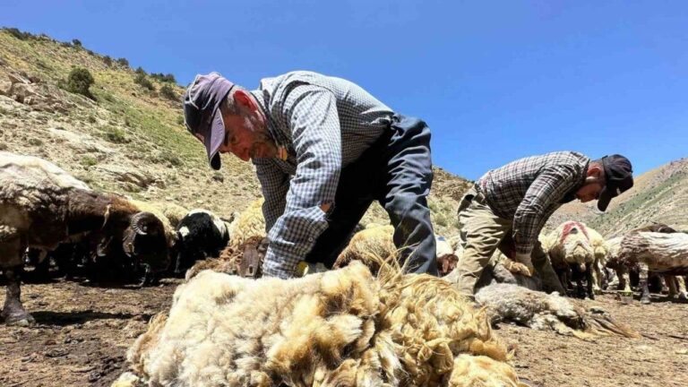 1 Yılda Büyüyen Yünler, 3 Dakika Kırkılıyor