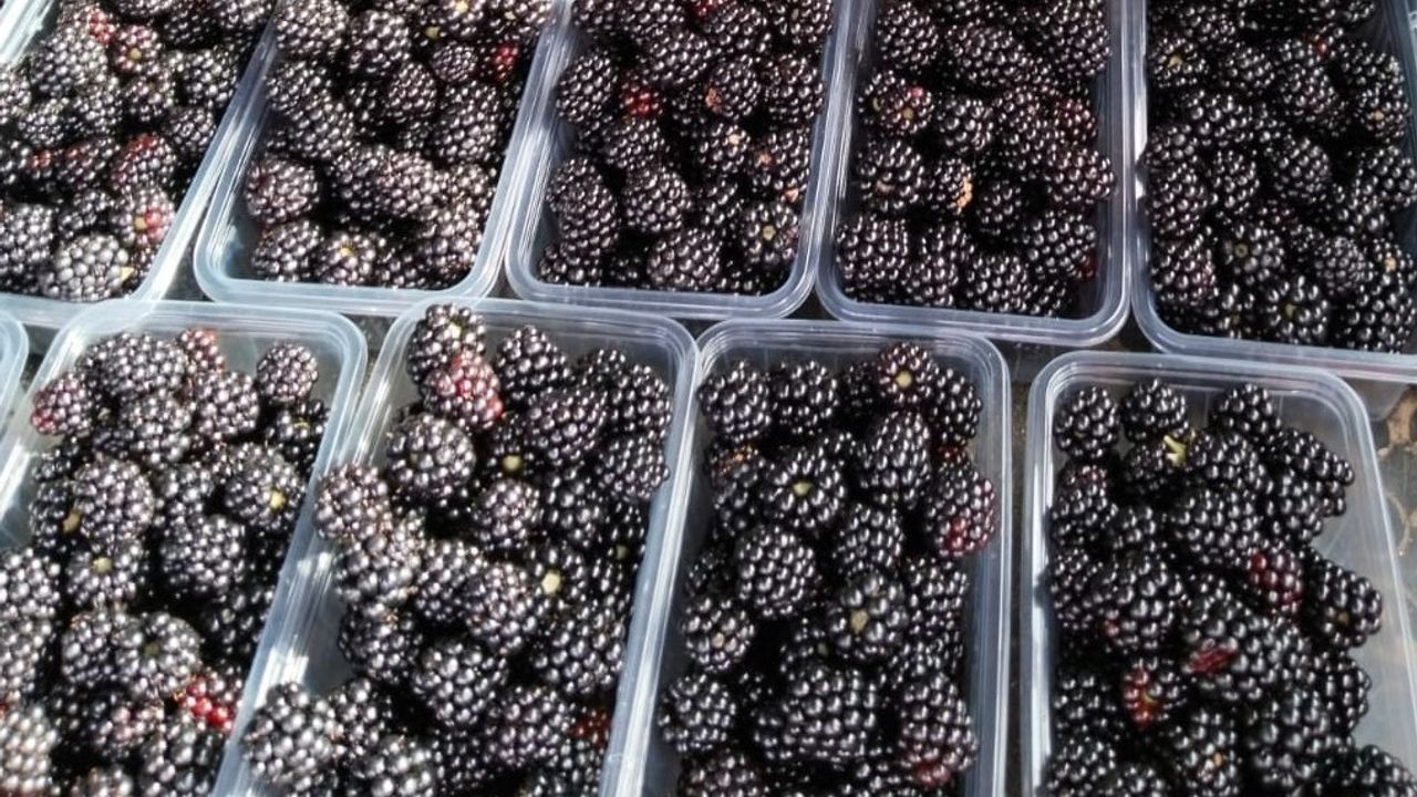 Antioksidan zengini böğürtlen vitamin ve mineral kaynağı