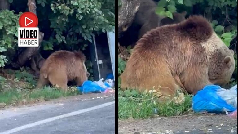 Tunceli Ovacık’ta Ayı Alarmı, Bölgeye Gidecekler Dikkat!