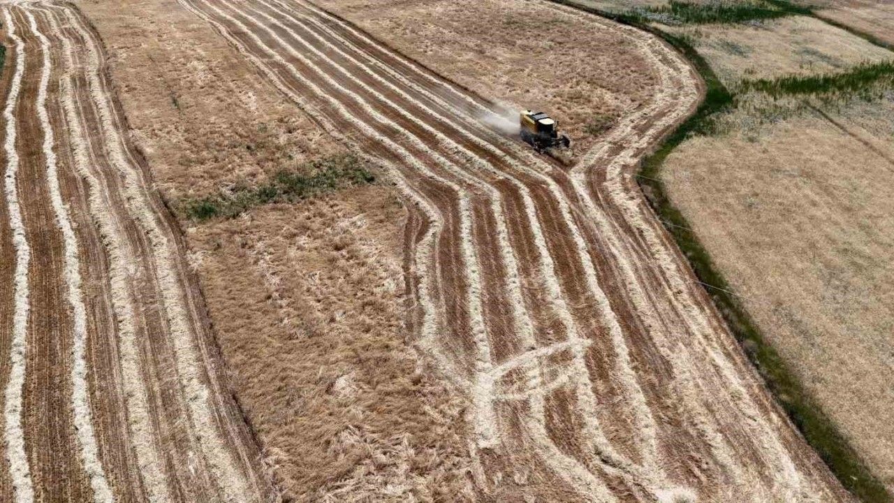 Erzincan’da Hasat Başladı, Çiftçinin Yüzü Güldü