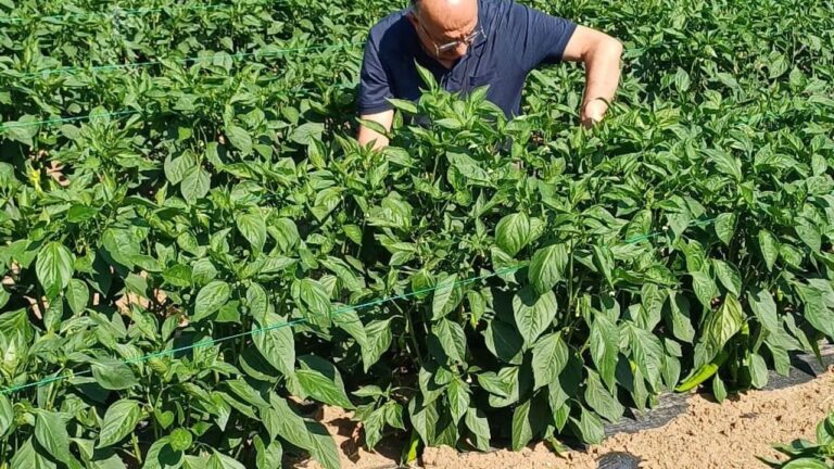 Erzincan’da kapya biber ekilişleri kontrol edildi