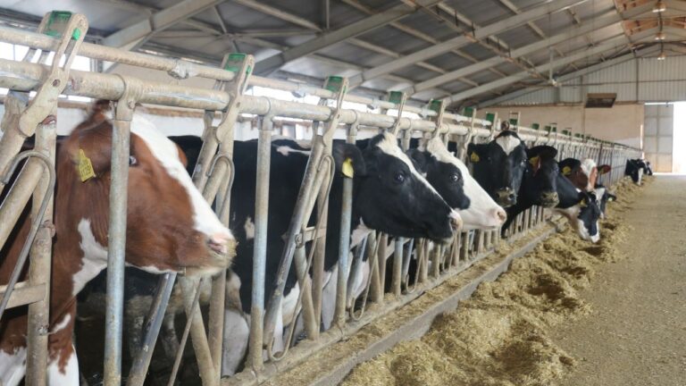 Dikkat! Hayvan Pazarı Kapatıldı