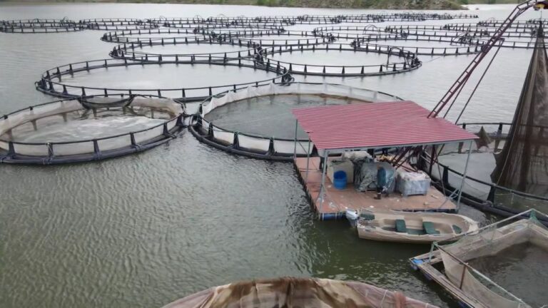 Tercan’da Kafeslerde Balık Üretimi Yapılıyor