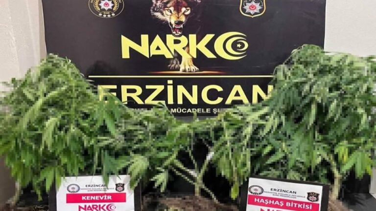 Kenevir ve Haşhaş Bitkisi Ele Geçirildi