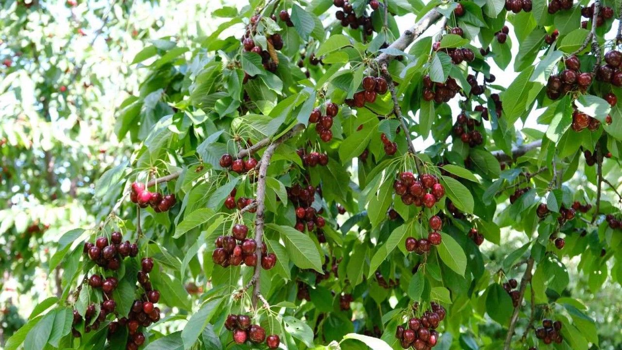 Kirazı Zirai Don Vurdu, Rekolte Düştü