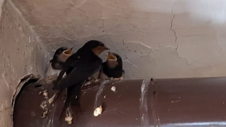 Kırlangıç Ailesinin Yuvası Kahvehane Oldu